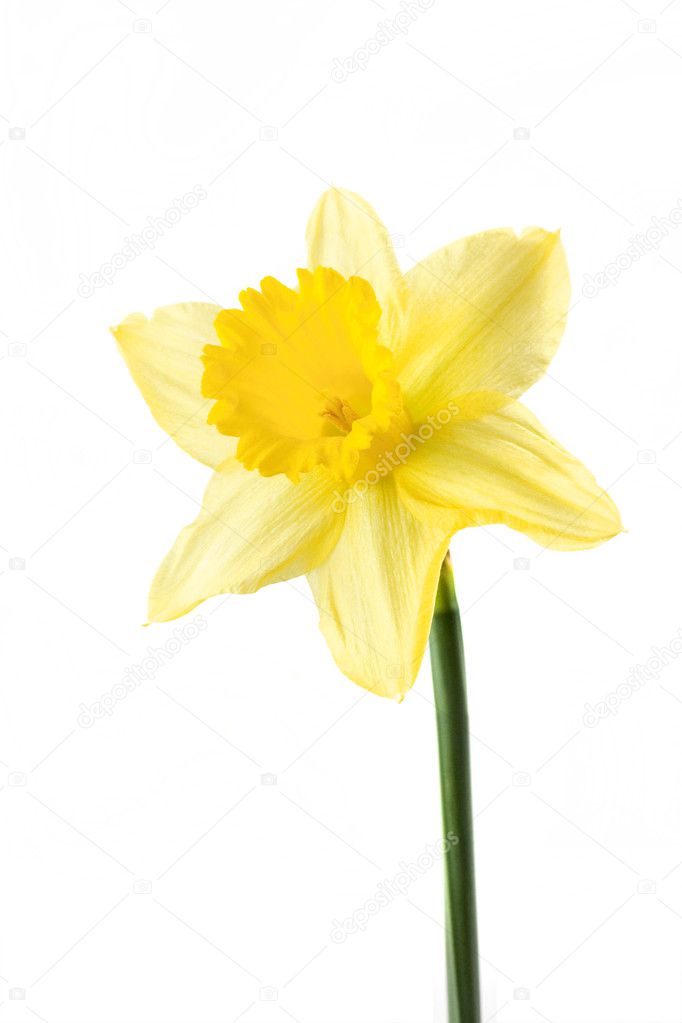Single daffodil on white