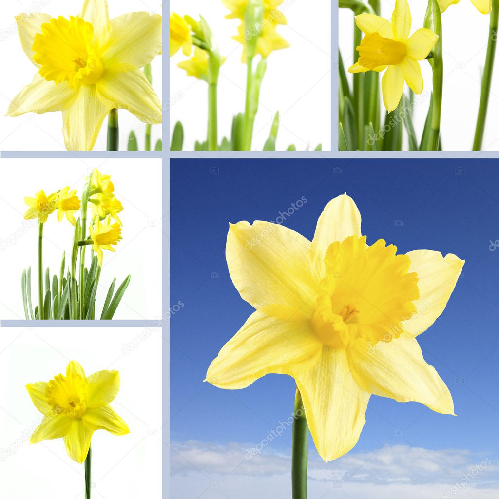 Daffodil collection