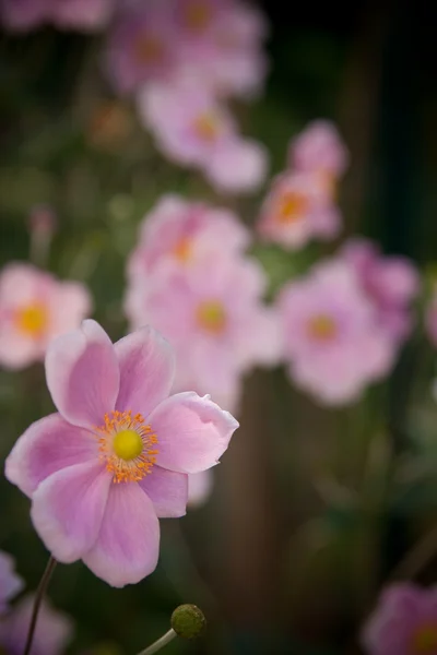 Розовые цветы — стоковое фото