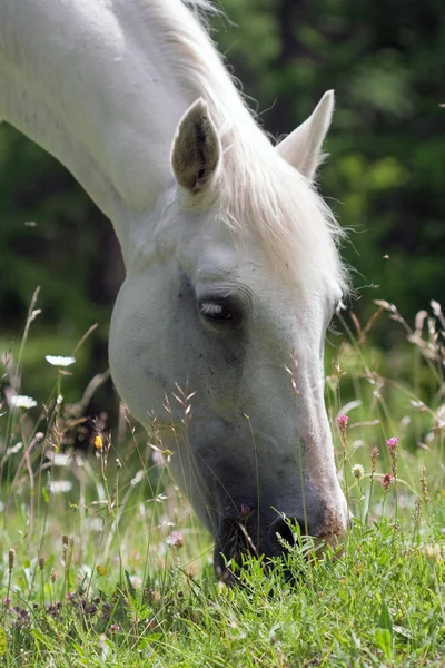 Horse grazing in a prairie — Stock Photo, Image