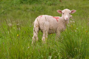 Lamb in a meadow clipart