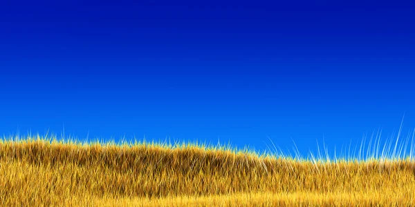 Grama amarela sob céu azul — Fotografia de Stock