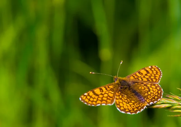 Fluture în natură — Fotografie, imagine de stoc