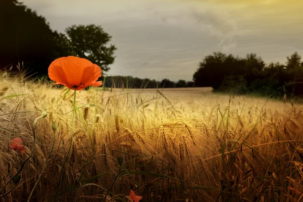 Red poppy in prairie — Stock Photo, Image