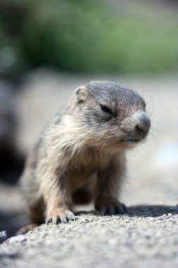 Baby marmot close-up clipart