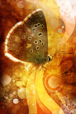 Butterfly on abstract background clipart