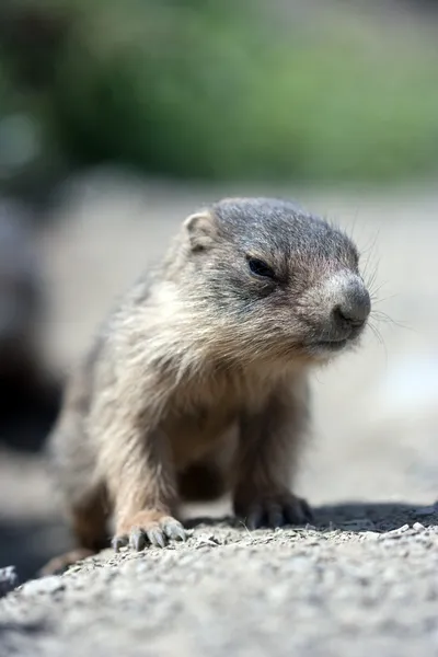 Baby marmot close-up — Stockfoto