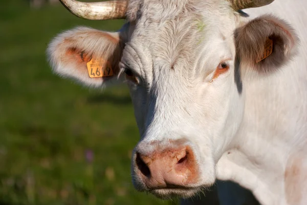 Beyaz inek bir Prairie — Stok fotoğraf