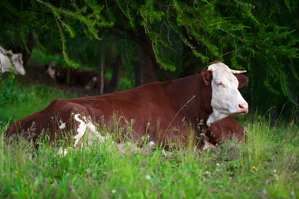 Kuh in einer Prärie — Stockfoto