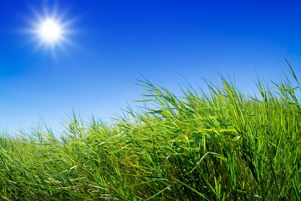 Zielona łąka pod błękitnym niebem — Zdjęcie stockowe