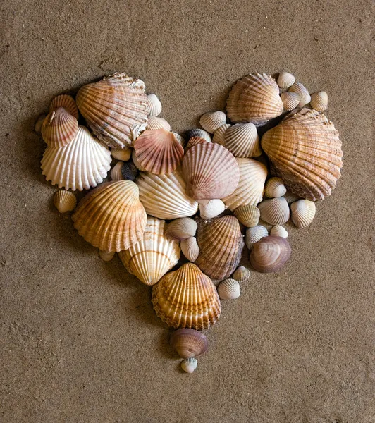 Shell hjärtat på sand Stockbild