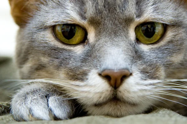 Kissa tuolilla — kuvapankkivalokuva