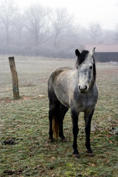 Vintage horse — Stock Photo, Image