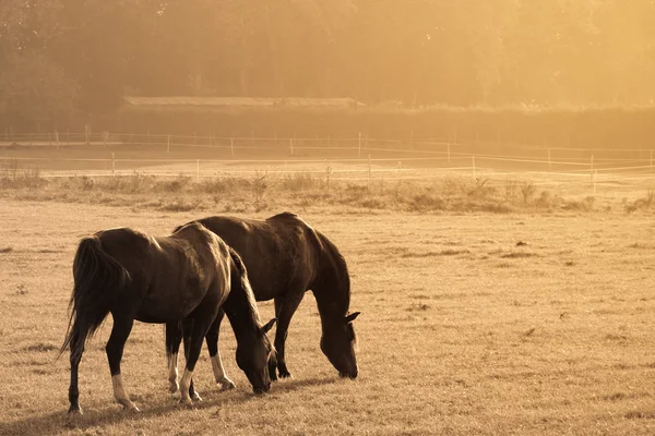 Dva koně na poli — Stock fotografie