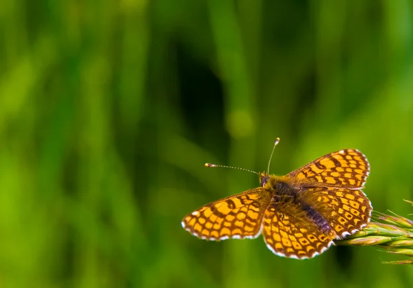 Butterfly in nature — Stock Photo, Image