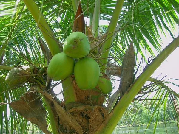 Coconut on the palm tree — Stock Photo, Image