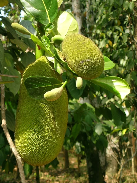 Young jackfruit — Stock Photo, Image