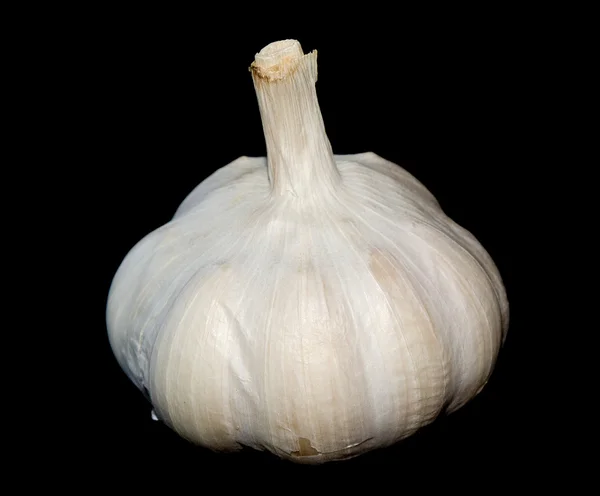 stock image Garlic