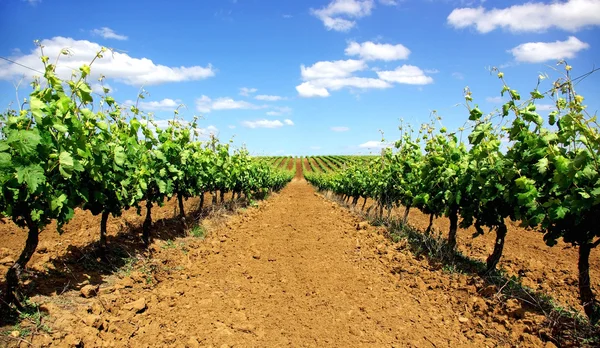 Portugál vineyard. — Stock Fotó