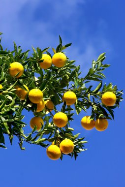 Green leaves and mature oranges . clipart