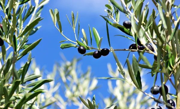 Olive. — Foto Stock