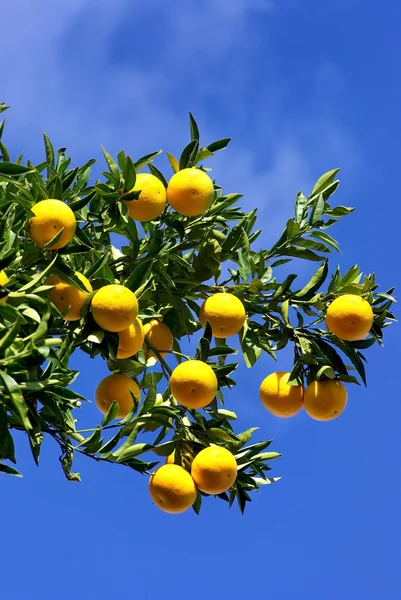 Folhas verdes e laranjas maduras  . — Fotografia de Stock