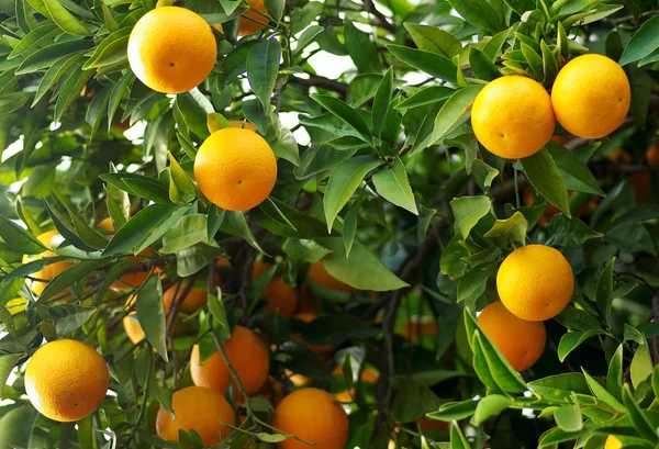 Narancs . — Stock Fotó