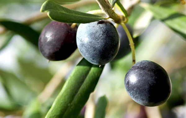 Зрілі оливки на гілці . — стокове фото