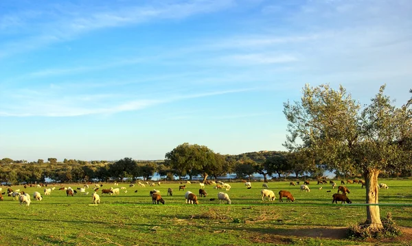 Schafe auf dem Feld. — Stockfoto
