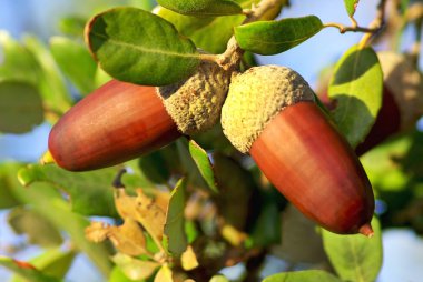 Two acorns on branch. clipart