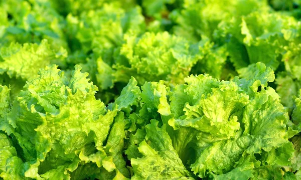 Grüner Salat. — Stockfoto