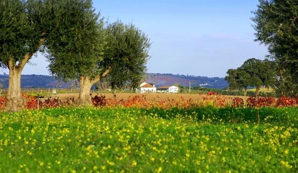 Farma v Alenteju, Portugalsko. — Stock fotografie