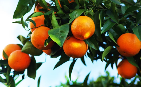 Pomeranče na stromě — Stock fotografie