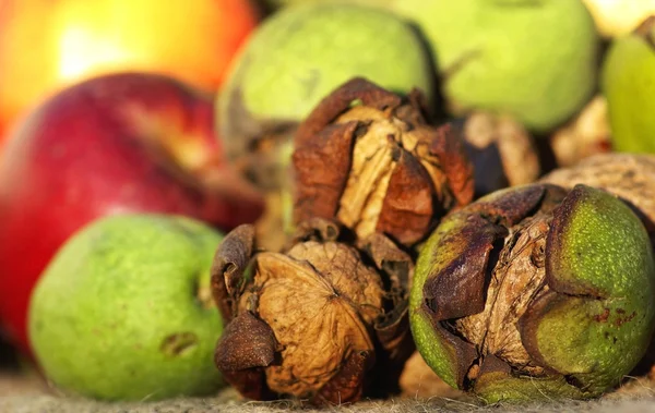 Autumn fruits: walnuts. — Stock Photo, Image