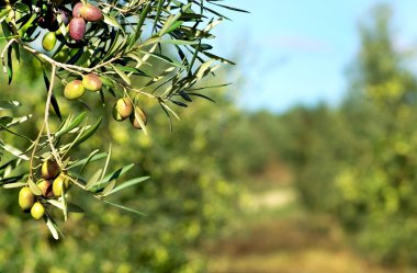 Olives In The portuguese field. clipart