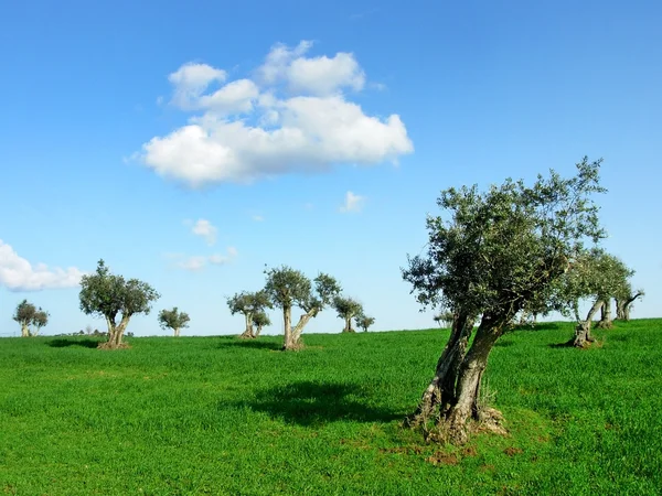 Olives tree. — Stock Photo, Image