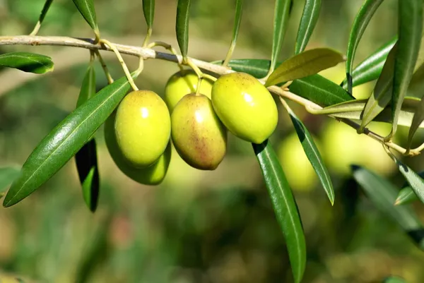 Olives on branch. — Stock Photo, Image