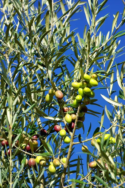 Olives on branch. — Stock Photo, Image