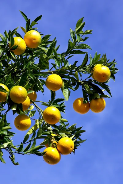 Apelsiner i blå himmel. — Stockfoto