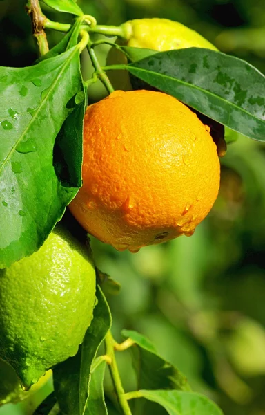 오렌지와 레몬. — 스톡 사진
