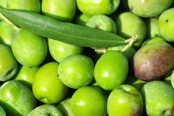 stock image Texture of green olives.