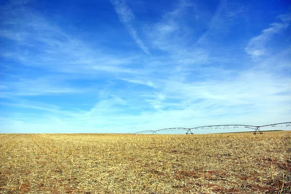 Geel veld, regio alentejo, portugal. — Stockfoto