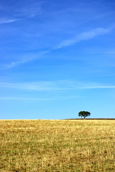 Fältet i alentejo-regionen, portugal — Stockfoto