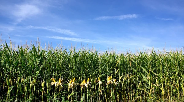 Поле кукурудзи з блакитним небом — стокове фото