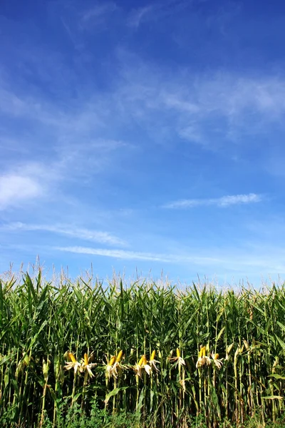 Fält av majs med en blå himmel — Stockfoto