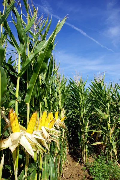 Żółty kukurydza. — Zdjęcie stockowe