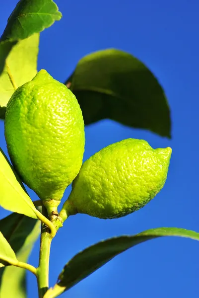 Citron träd. — Stockfoto