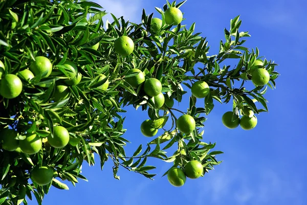 Πράσινο πορτοκάλια σε δέντρο. — Φωτογραφία Αρχείου