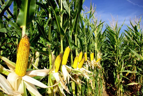 Жовта кукурудза . Ліцензійні Стокові Фото