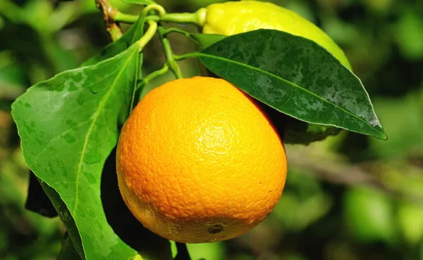 Апельсин и лимоны . — стоковое фото